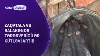 Zaqatala və Balakən rayonlarında zərərverici həşəratlar kütləvi artıb