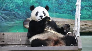 20230109 圓寶睡醒撿菜尾 竹葉順便吃一會(早餐下) Giant Panda Yuan Bao