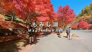 もみじ湖　もみじのトンネル　Maple Tunnel　2022.11.7