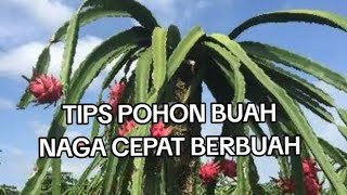 cara merawat tanaman buah naga dari kecil hingga berbuah