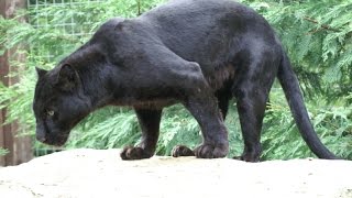 Black Panther Sneaks Up On Unsuspecting Man