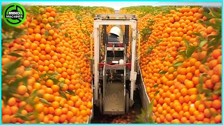 The Most Modern Agriculture Machines That Are At Another Level , How To Harvest Oranges In Farm ▶1