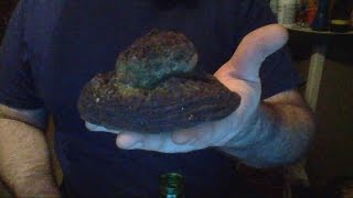 Rudiger Roll video 18 : Bracket Fungus - natural accelerant - Nettle - Horse Hoof Fire Roll