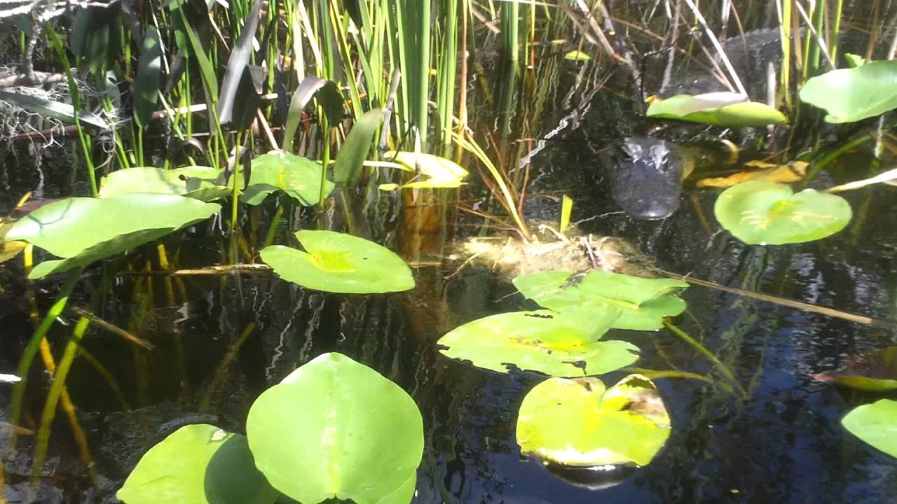 Everglades Youtube