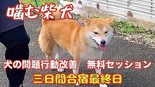 【噛む柴犬】犬の問題行動を改善する会メンバー様特典3日間合宿セッション最終日👍