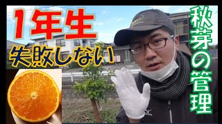 【1年生】　【紅まどんなの秋芽の管理】　VLOG 20/12/3