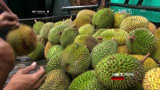 Petani Durian Menoreh Raup Untung Jutaan Rupiah - NET YOGYA