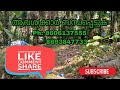 ‼️land for sale‼️ കൂത്തുപറമ്പിൽ നിന്ന് രണ്ട് കിലോമീറ്റർ ചുറ്റളവിൽ 7 34 സെന്റ്‌ സ്ഥലം വില്പനയ്ക്ക്