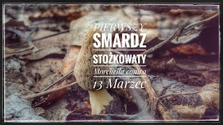 Pierwszy Smardz stożkowaty w marcu (Morchella conica)