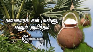 பனைமரக் கள் (கள்ளு) எனும் அமிர்தம் | Palm Toddy Benefits | பதநீர், தெழுவு, கள்ளு எடுப்பது எப்படி