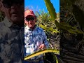 EXPERT DRAGON FRUIT FARMER TALKS ABOUT SUGAR DRAGON #dragonfruit #dragonfruitfarming #plants