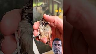 Sparrow Rescue 👍#cuteanimals #viralshort