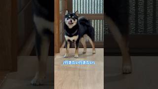 意外と忙しそうな、まろ。#黒柴#柴犬#shibainu#お散歩