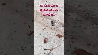 # ఈ చీమ ఎంత కష్టపడుతందో చూడండి 🐜#ants #viral #funny #shorts