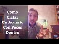 🔵 Como Ciclar Nuestro Acuario Con Peces Dentro (Acuarios MB)