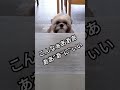 シーズーほんとに shorts シーズー 犬