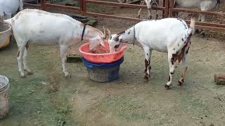 Sanjarpur Azamgarh में टॉप बरबरी बकरियां। mo.7715958861बराबरी गोट फार्मिंग Dheeraj Maurya goat farm