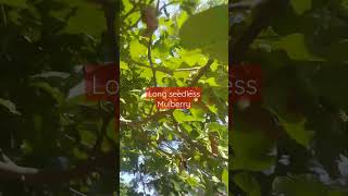 Amazing Two different varieties of mulberry, watch it now satisfying video #harvesting