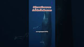 ￼ ทำไมวาฬสามารถดำน้ำลึกเป็นพันๆเมตร มาดูกันครับ #สาระ #ความรู้รอบโลก #shorts