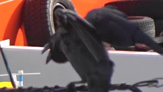 元気良く鳴くハシブトガラス　    crow