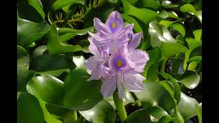 കുളവാഴ  Water Hyacinth