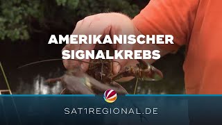 Invasiver amerikanischer Signalkrebs stellt Ökosystem in der Örtze auf den Kopf