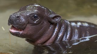 Endangered Pygmy Hippo Born at the San Diego Zoo