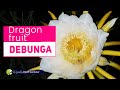 Pendebungaan Terbantu Pokok Naga || Assisted Pollination Dragon fruit