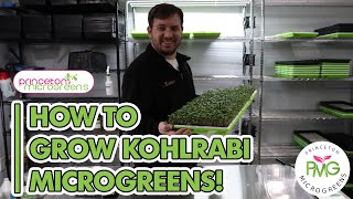 How to grow Kohlrabi Microgreens