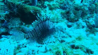 Lionfish Cancun 2024