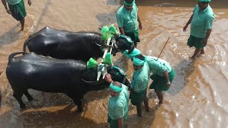 Team Aadi Udupi Kodankuru - Balluda Malla - Miyyaru Kambala 2018-19