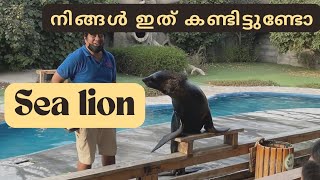 Sea lion show | നിങ്ങൾ ഇത് കാണുന്നുണ്ടോ 😱 എനിക്ക് വിശ്വസിക്കാൻ പറ്റുന്നില്ല|Abu Dhabi | Emirates Zoo