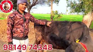 ਮੁੱਲ 15 ਹਜ਼ਾਰ -2 ਤੋਕੜ ਗਾਵਾ ਵਿਕਾਉ -2 cow for sale (12-1-2025)