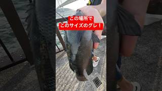 【速報】この場所でこのサイズのグレが釣れています！！#shorts #short