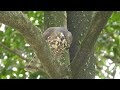 20220303 鷹媽黃n2進食中（鷹爸送的午餐）／eating lunch【大安森林公園鳳頭蒼鷹crested goshawk】