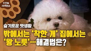 [슬기로운 펫생활] 밖에서는 '착한 개' 집에서는 '왕 노릇'…해결법은? / YTN 사이언스