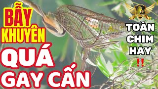 Bẫy Đấu Khuyên Quá Phê Gặp Toàn Chim Gấu Và Gay Cấn Khi Đối Mặt Bách Thanh - Pleci Bird Trap | KTB