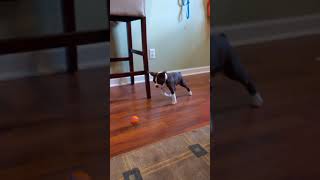 Boston Terrier pouncing on his ball - Puppy throwback