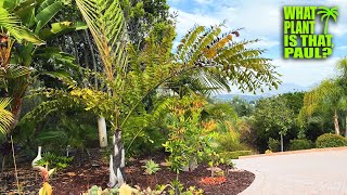 Caryota gigas (Black Trunk Fishtail) / Dark trunk with fern-like leaflets / Large Black single trunk