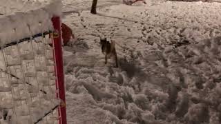 雪道の散歩が好きな柴犬　Shiba Inu who likes walking on snowy roads