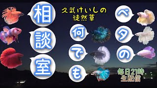 20時スタートベタのオークションDEナイト！【2022年8月14日】ベタの何でも相談室