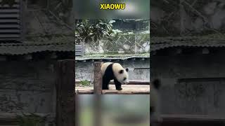 熊猫小五莫名其妙挨了一巴掌，竟然没有反抗 #pandacub #cute #pandachina #animals #giantpanda #funny #cutepanda #zoo #パンダ君