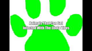 Animals That Can Get Infected With Ebola Virus