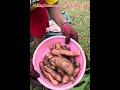 Harvesting Potatoes in November