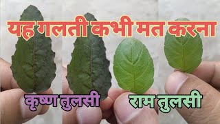 तुलसी का कौनसा पौधा घर लाए| राम तुलसी और कृष्णा तुलसी में अंतर| Which Tulsi to Grow at होम |Vastu