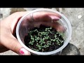 How To Germinate Strawberry Seeds? | Germinating Strawberry Seeds At Home | Whimsy Crafter