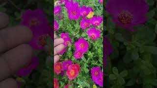 WhatsApp me 9024227977, rose moss portulaca purslane cinderella graniflora 50 colour combo pack