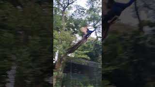 PEAFOWL - Male | Thiruvananthapuram Zoo