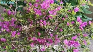 三角梅养的好可以四季开花，施肥方法很重要，这些肥料促花不错