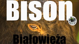 European Bison- #buffalo #wildlife #poland